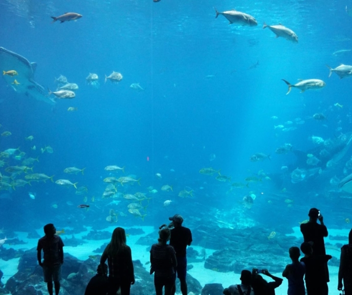 Zoos, Aquariums, and Theme Parks: How to Have Fun Virtually