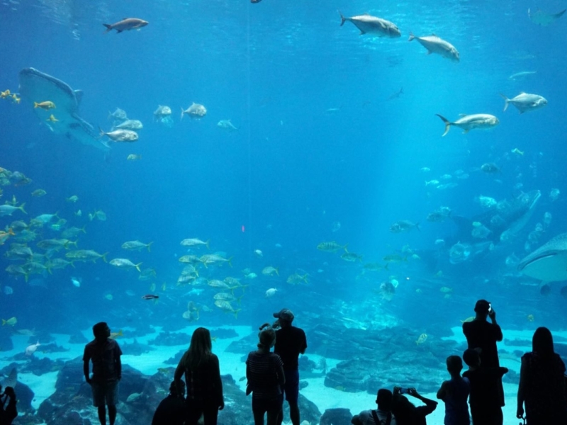 Zoos, Aquariums, and Theme Parks: How to Have Fun Virtually