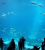 Zoos, Aquariums, and Theme Parks: How to Have Fun Virtually