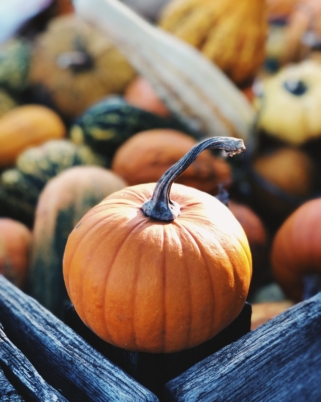 Beyond Pumpkin Spice