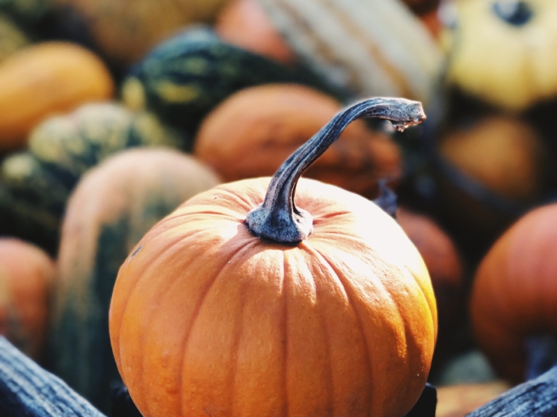 Beyond Pumpkin Spice