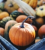 Beyond Pumpkin Spice