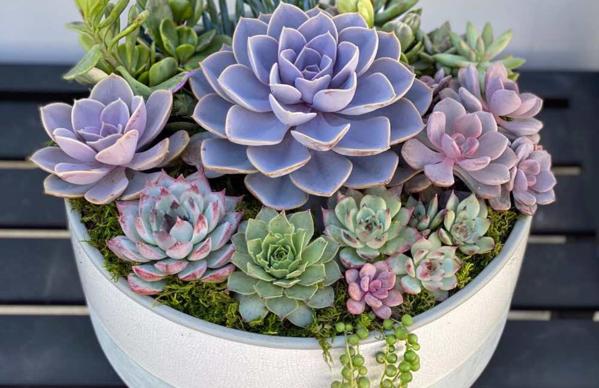 Planting Succulents with Connie Gliadon