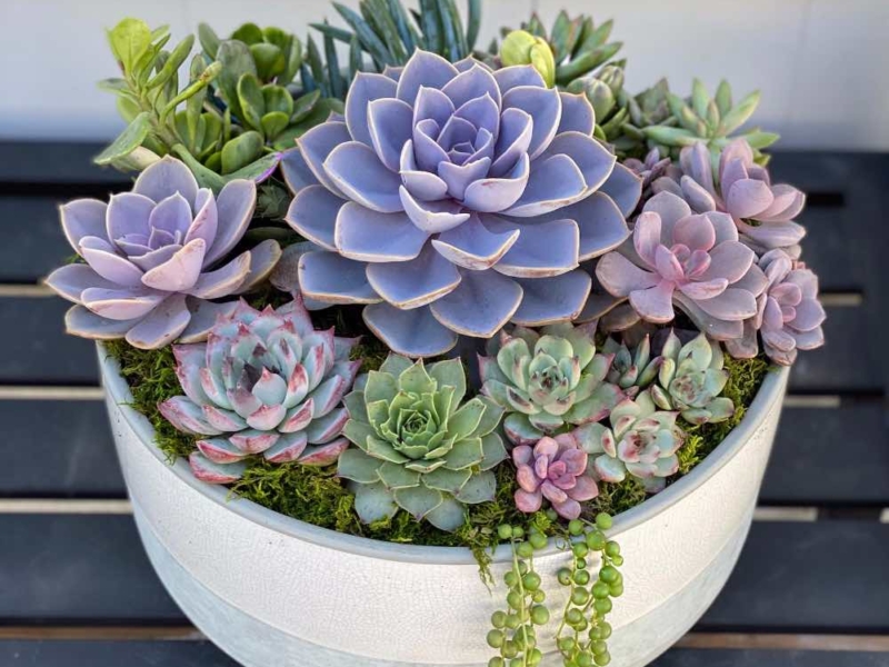 Planting Succulents with Connie Gliadon