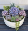 Planting Succulents with Connie Gliadon
